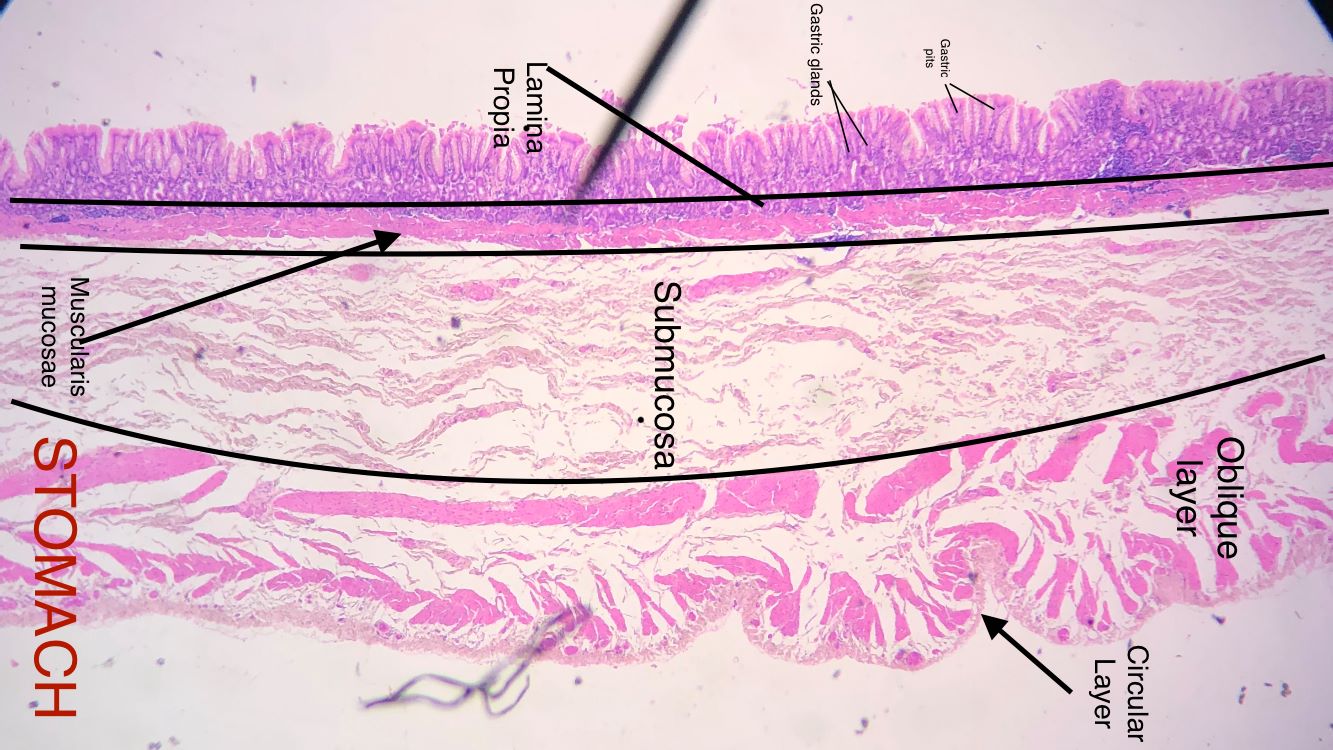 esophagus
