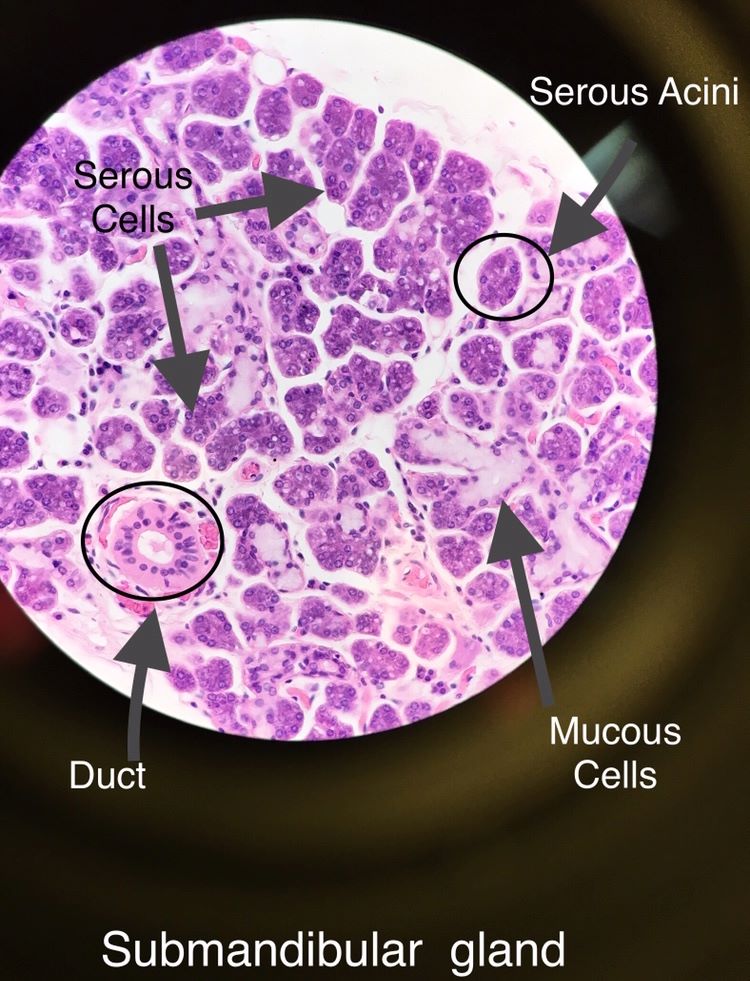 submandibular gland