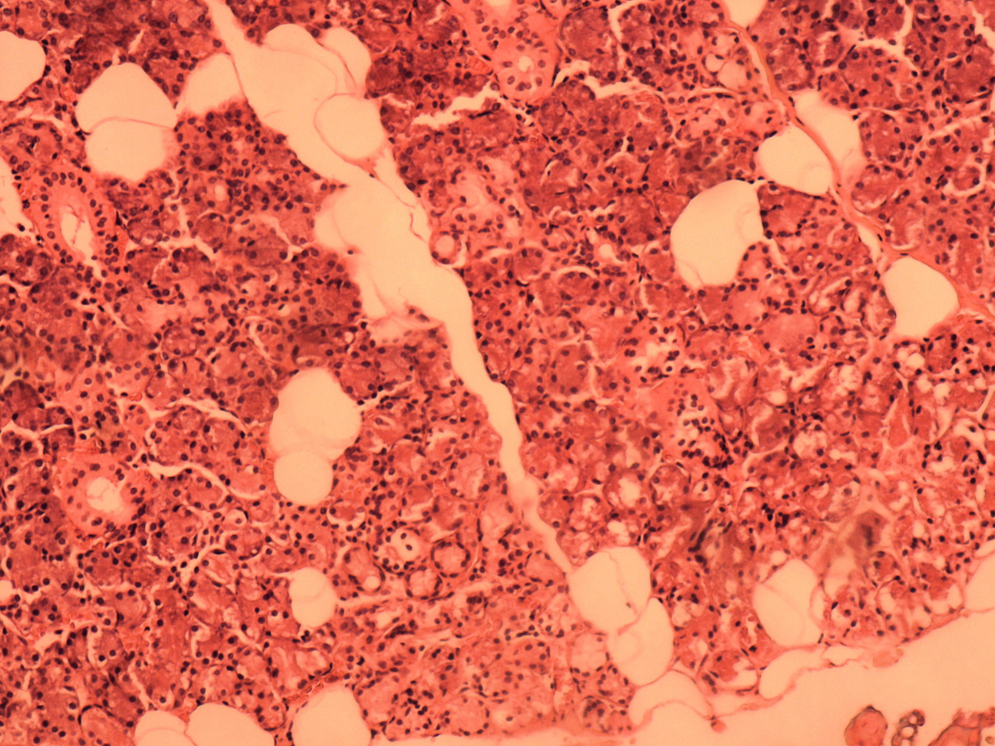 submandibular gland