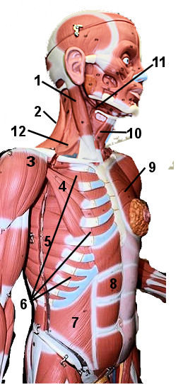 deep anterior